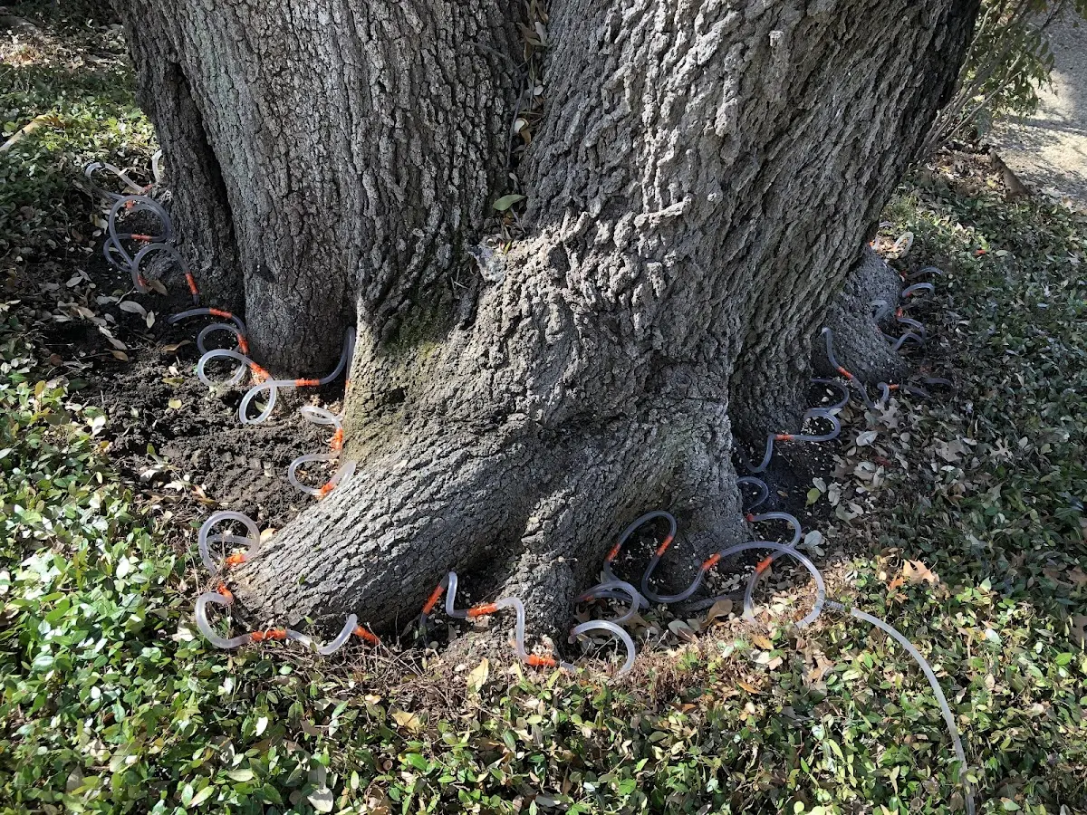 Detailed Tree Cabling and Bracing job site in Warthen