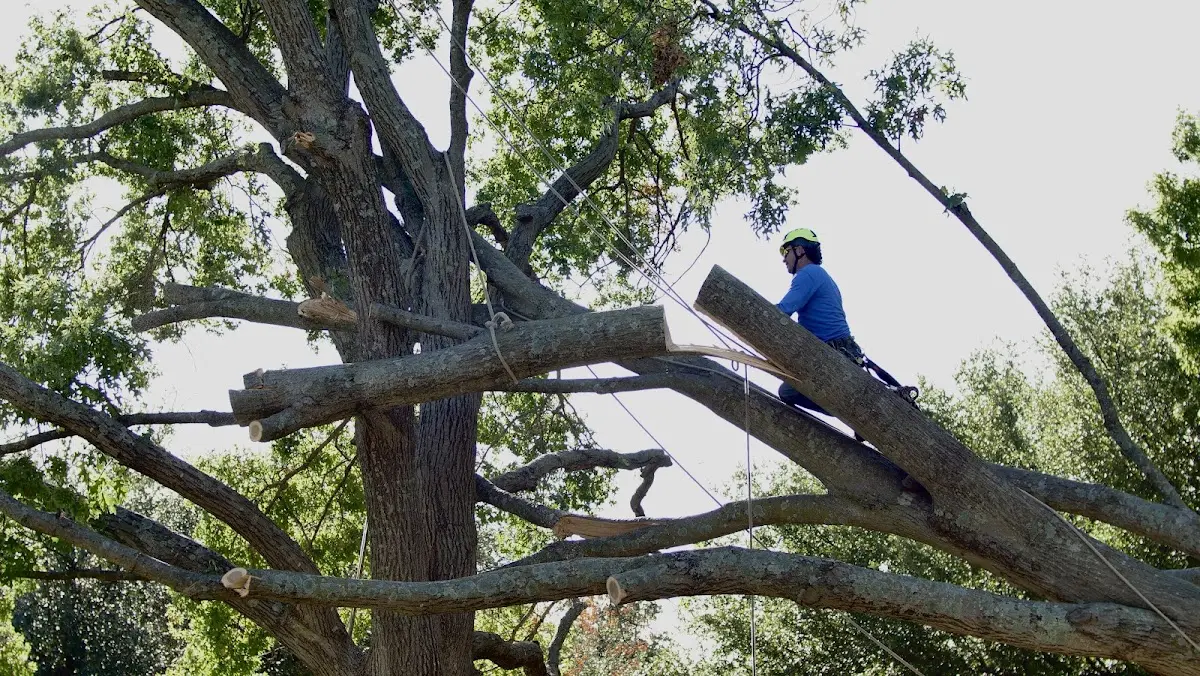 Professional Hazardous Tree Removal performed by certified arborists in Warthen